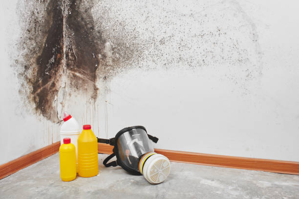 Best Mold Removal Process  in Mont Belvieu, TX