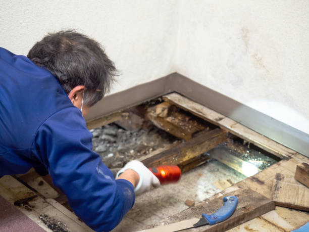 Best Certified Mold Removal  in Mont Belvieu, TX