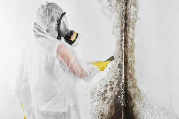 Best Mold Removal Company Near Me  in Mont Belvieu, TX