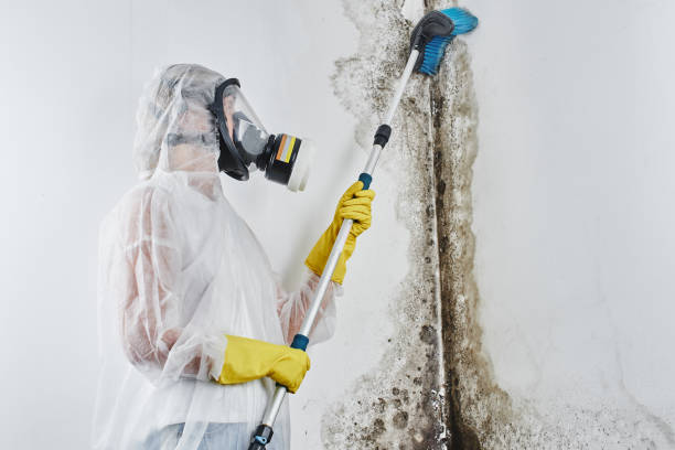 Best Commercial Mold Removal  in Mont Belvieu, TX
