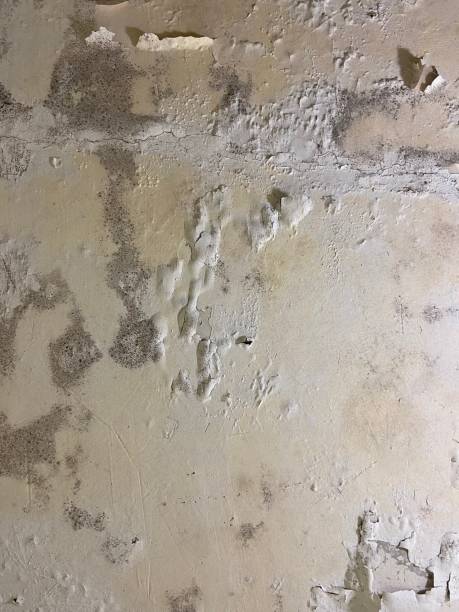 Best Emergency Mold Removal  in Mont Belvieu, TX