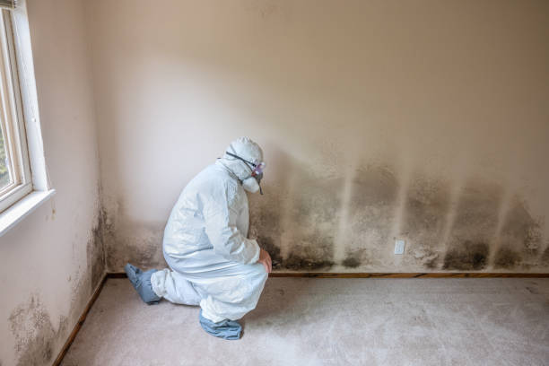 Best Mold Remediation Services  in Mont Belvieu, TX