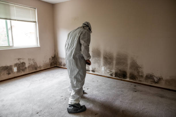 Best Professional Mold Removal  in Mont Belvieu, TX