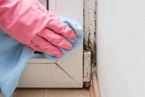 Best Certified Mold Removal  in Mont Belvieu, TX