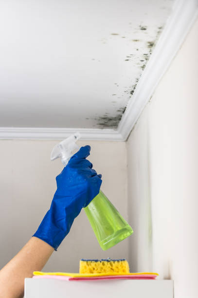 Best Residential Mold Removal  in Mont Belvieu, TX