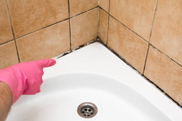 Best Mold Damage Repair  in Mont Belvieu, TX