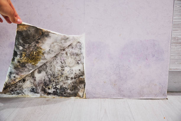 Best Fast Mold Removal  in Mont Belvieu, TX